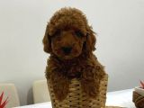 Harika Red Toy Poodle Bebekler