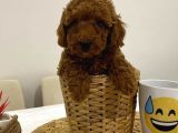 Harika Red Toy Poodle Bebekler