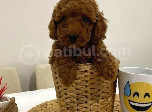 Harika Red Toy Poodle Bebekler