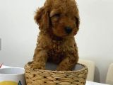 Harika Red Toy Poodle Bebekler