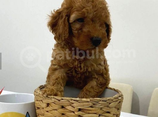 Harika Red Toy Poodle Bebekler görsel