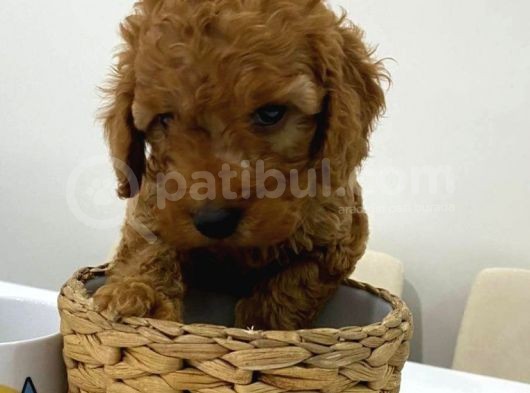 Harika Red Toy Poodle Bebekler görsel