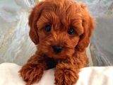 TOOY POODLE YAVRUMUZ 0 TEACUP 