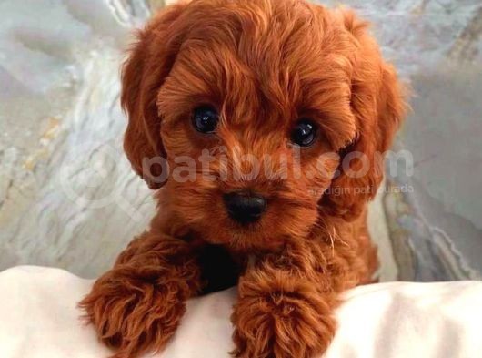 Tooy Poodle Yavrumuz 0 Teacup 