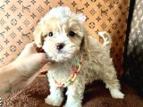 F2 Maltipoo Yavrular 