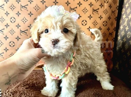 F2 Maltipoo Yavrular  görsel