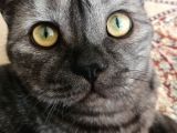 British Shorthair Silver Black