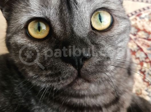 British Shorthair Silver Black