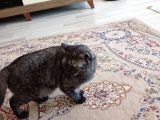 British Shorthair Silver Black