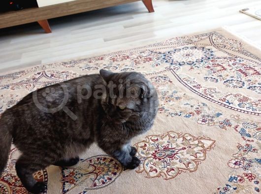 British Shorthair Silver Black görsel