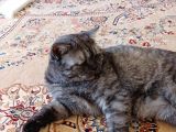 British Shorthair Silver Black