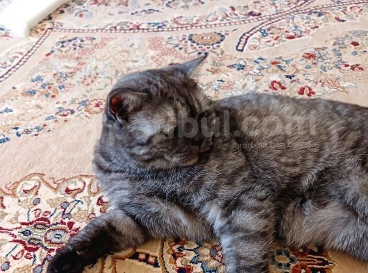 British Shorthair Silver Black görsel