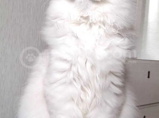 Scottish Straight Longhair Ns 12 Şcrli Dişi görsel