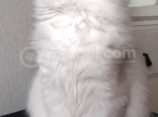 Scottish Straight Longhair Ns 12 Şcrli Dişi görsel