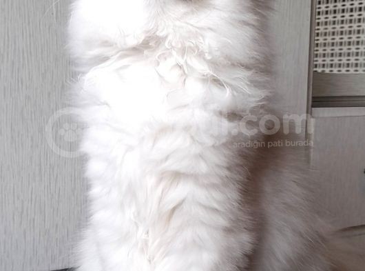 Scottish Straight Longhair Ns 12 Şcrli Dişi
