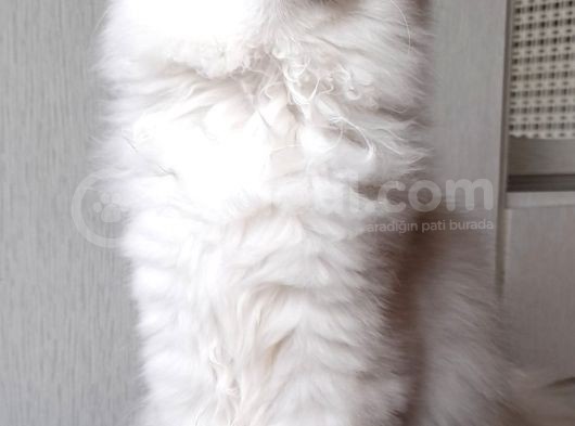 Scottish Straight Longhair Ns 12 Şcrli Dişi görsel