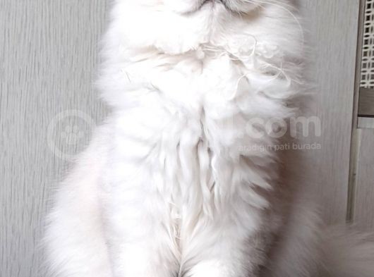 Scottish Straight Longhair Ns 12 Şcrli Dişi görsel