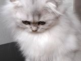 Scottish Fold Longhair Ns 11 Şcrli Erkek