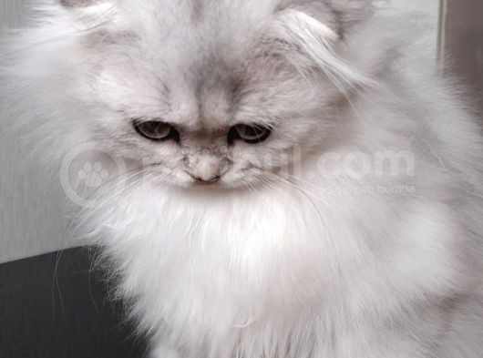 Scottish Fold Longhair Ns 11 Şcrli Erkek görsel