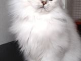 Scottish Fold Longhair Ns 11 Şcrli Erkek