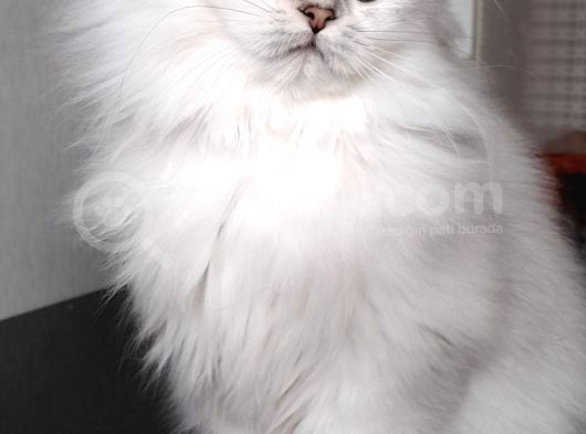 Scottish Fold Longhair Ns 11 Şcrli Erkek görsel