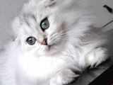 Scottish Fold Longhair Ns 11 Şcrli Erkek