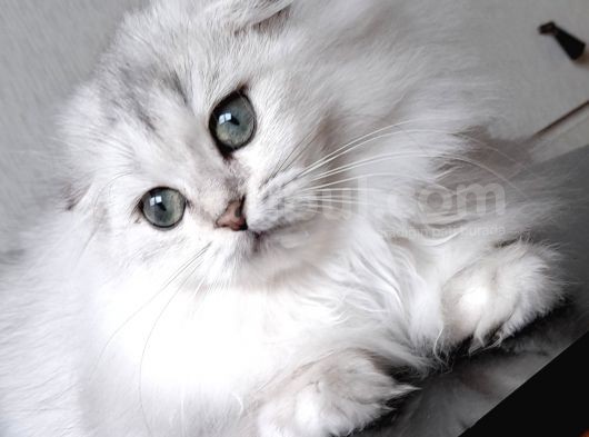 Scottish Fold Longhair Ns 11 Şcrli Erkek görsel