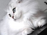 Scottish Fold Longhair Ns 11 Şcrli Erkek