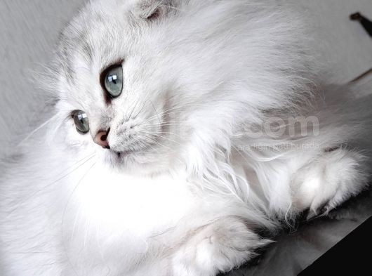 Scottish Fold Longhair Ns 11 Şcrli Erkek görsel