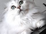 Scottish fold longhair ns 11 şcrli erkek
