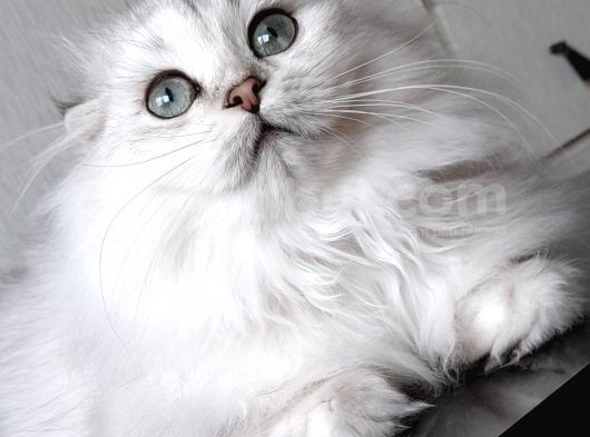 Scottish Fold Longhair Ns 11 Şcrli Erkek