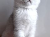Scottish Straight Shorthair Ns 11 Silver Erkek