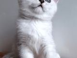 Scottish straight shorthair ns 11 silver erkek