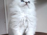 Scottish Straight Longhair Silverpoint Erkek