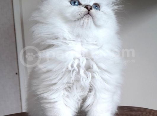 Scottish Straight Longhair Silverpoint Erkek görsel