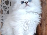 Scottish straight longhair silverpoint erkek