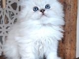 Scottish Straight Longhair Silverpoint Erkek