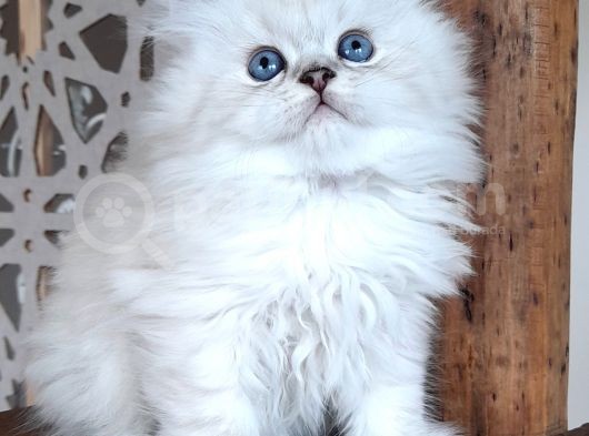 Scottish Straight Longhair Silverpoint Erkek görsel