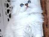 Scottish Straight Longhair Silverpoint Erkek