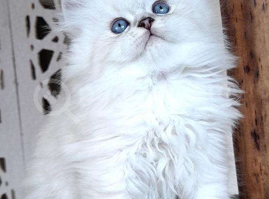 Scottish Straight Longhair Silverpoint Erkek görsel