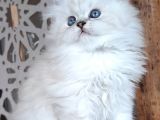 Scottish Straight Longhair Silverpoint Erkek