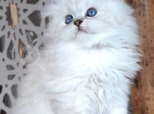 Scottish Straight Longhair Silverpoint Erkek görsel