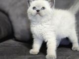 Aile Sıcaklığnda Büyüyen  Scottish Fold British Yvrlr
