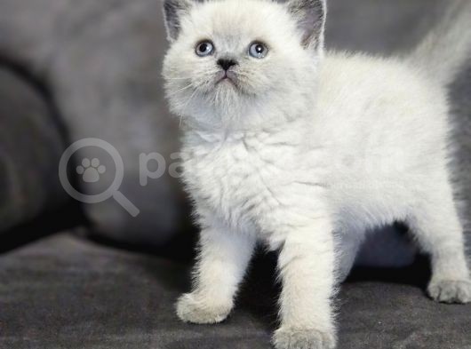 Aile Sıcaklığnda Büyüyen  Scottish Fold British Yvrlr görsel