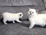 Aile Sıcaklığnda Büyüyen  Scottish Fold British Yvrlr