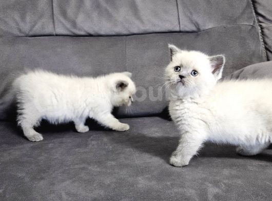 Aile Sıcaklığnda Büyüyen  Scottish Fold British Yvrlr görsel