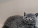 Aile Sıcaklığnda Büyüyen  Scottish Fold British Yvrlr