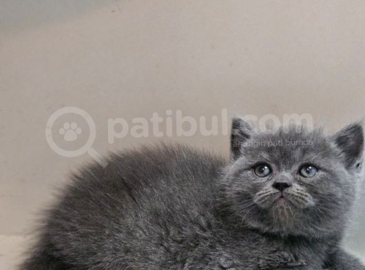 Aile Sıcaklığnda Büyüyen  Scottish Fold British Yvrlr görsel