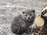 Aile Sıcaklığnda Büyüyen  Scottish Fold British Yvrlr