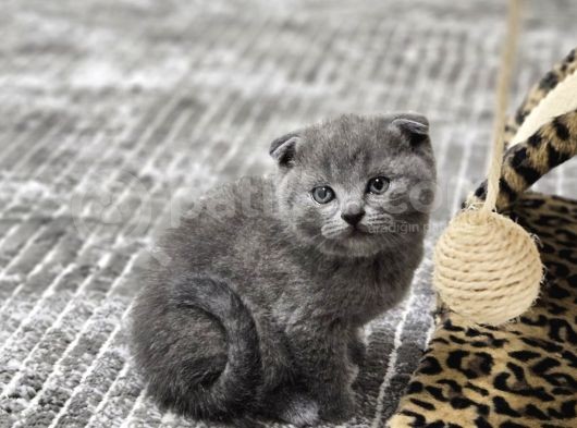 Aile Sıcaklığnda Büyüyen  Scottish Fold British Yvrlr görsel